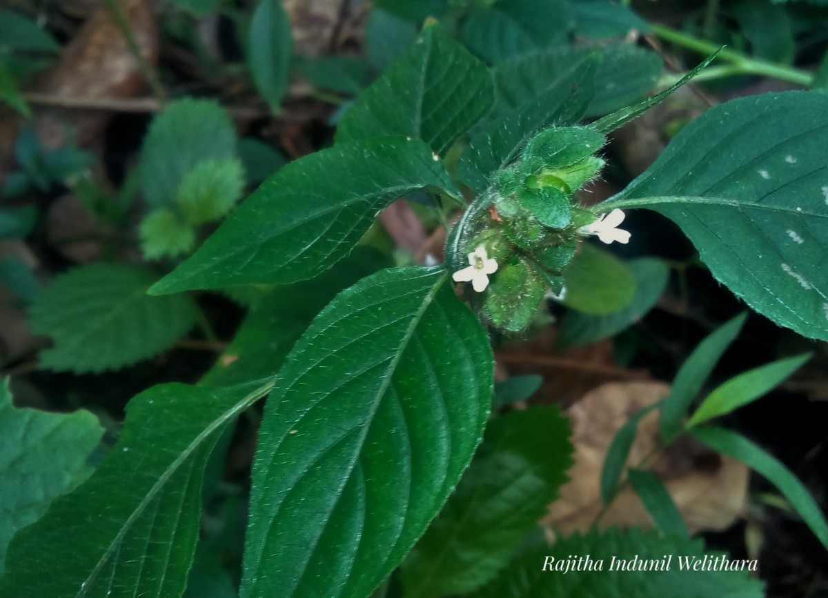 Phaulopsis dorsiflora (Retz.) Santapau